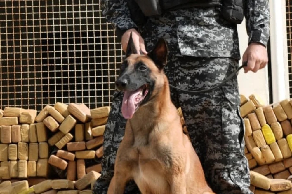 CÃO FAREJADOR HULK RECEBERÁ A MEDALHA TIRADENTES
