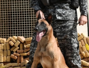CÃO FAREJADOR HULK RECEBERÁ A MEDALHA TIRADENTES
