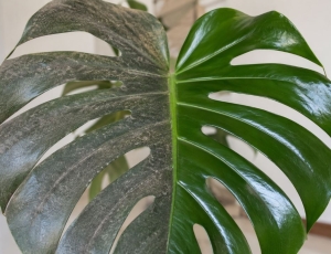 O truque caseiro simples para limpar as folhas das plantas e deixá-las sempre com cara de novas