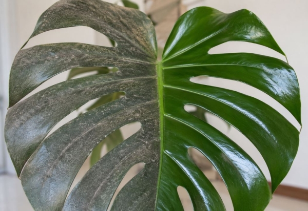 O truque caseiro simples para limpar as folhas das plantas e deixá-las sempre com cara de novas