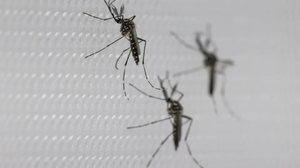 O que fazer se você tomou a vacina da dengue do Butantan suspensa pelo SUS