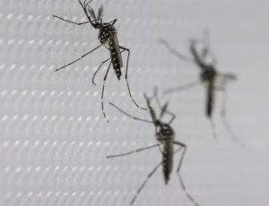 O que fazer se você tomou a vacina da dengue do Butantan suspensa pelo SUS