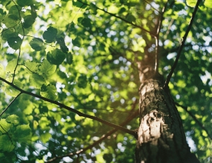 Programa Florestas do Amanhã inicia nova etapa com investimento de R$ 39,5 milhões para recuperação ambiental