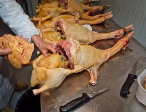 Proibição do foie gras segue retida na Câmara após quase dois meses da aprovação no Congresso