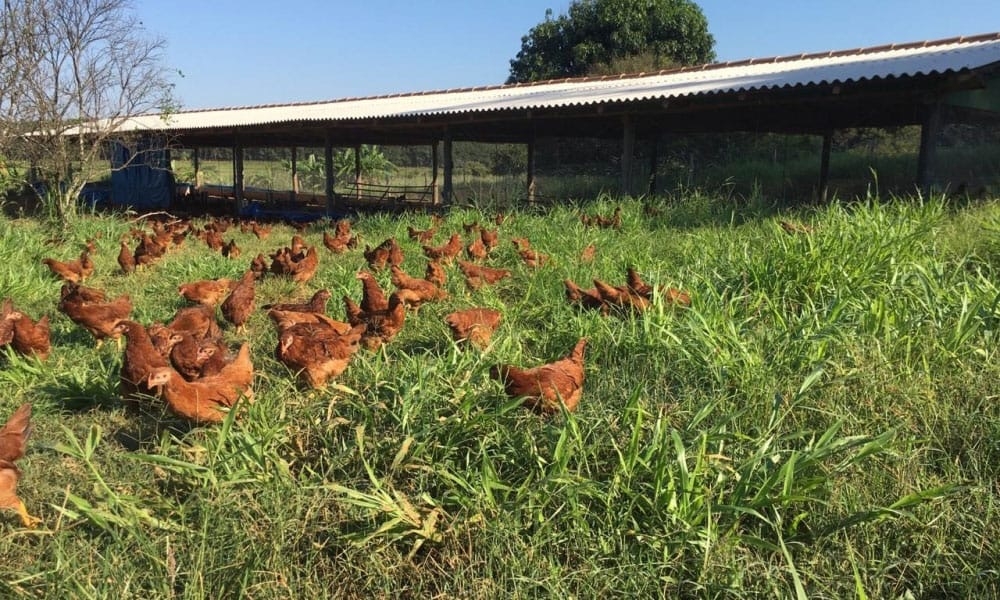 Estudo aponta que bem-estar animal será decisivo para exportações de frango do Brasil