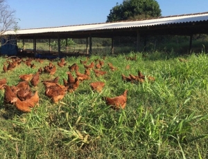 Estudo aponta que bem-estar animal será decisivo para exportações de frango do Brasil