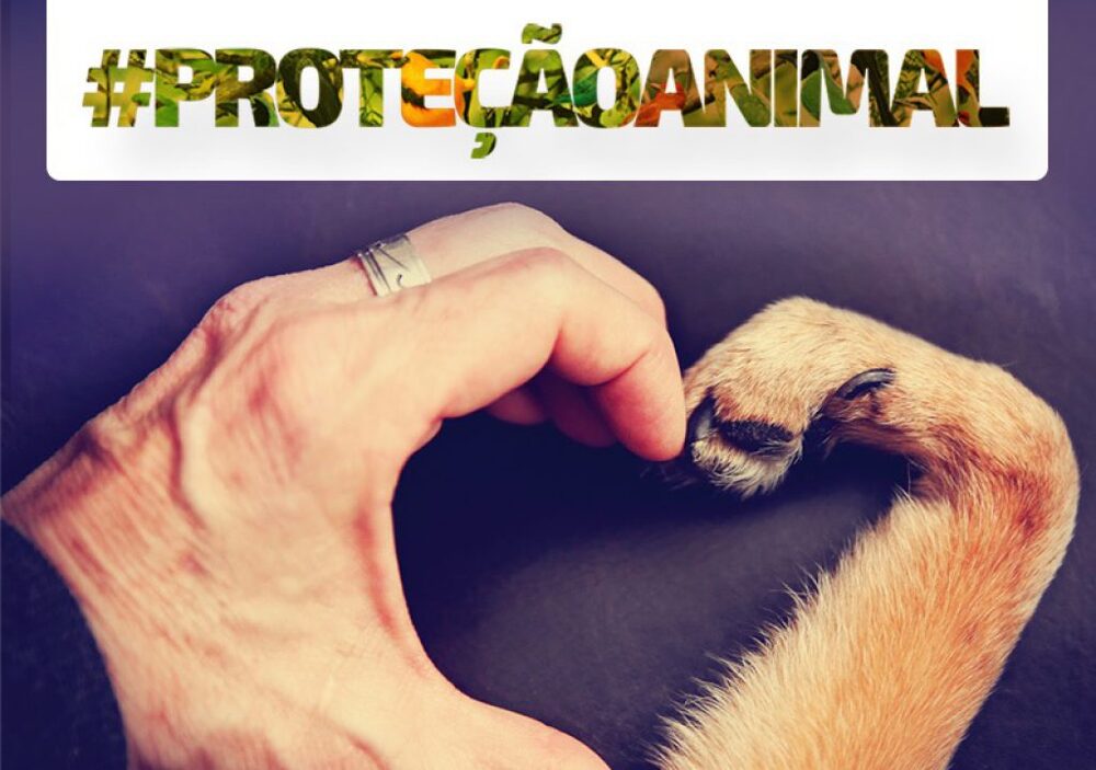 Deputado Marcus Vinícius propõe que instituições que cuidam de animais recebam recursos do governo estadual
