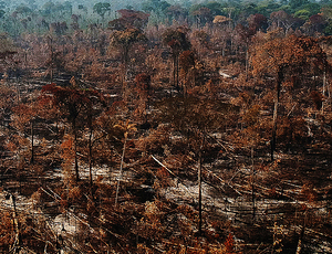 Ponto de não retorno: o que significa esse conceito para a Amazônia