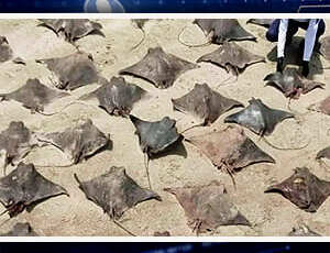55 raias, 3 tubarões e uma móbula são encontrados mortos na praia de Peruíbe