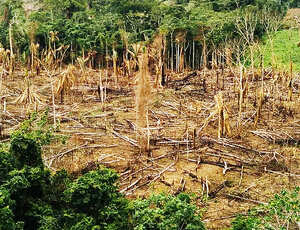 Política ambiental de Bolsonaro foi responsável por 40% de perda de florestas nativas no mundo em 2021, diz relatório