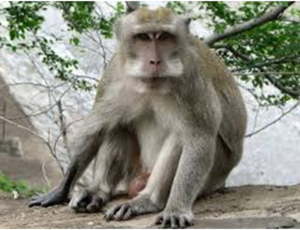 SURTO: Varíola do macaco atinge 12 países e assusta o planeta