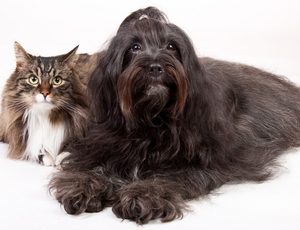 Pets: veterinário explica a importância da vermifugação para a saúde de cães e gatos 