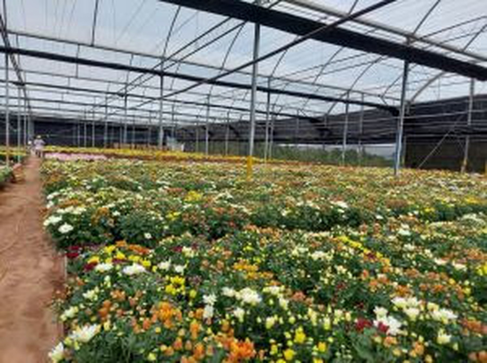 Expectativa de vendas de flores cresce neste primeiro Finados pós pandemia